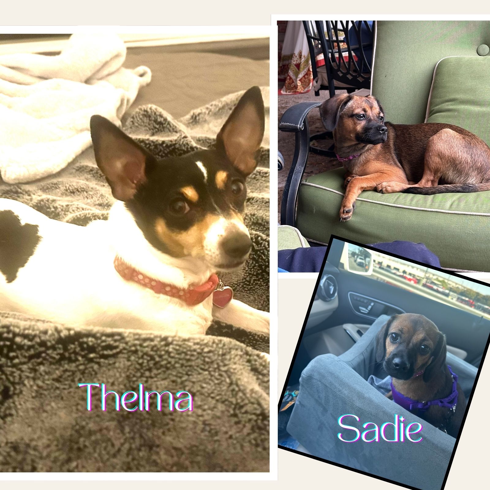 Photo collage of Thelma and Sadie, the two dogs who taught Cynthia about joy, curiosity, and unconditional love.